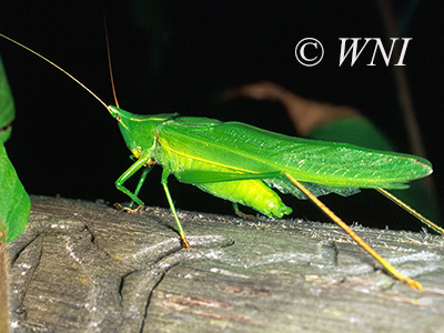 Sword-bearing Conehead (Neoconocephalus ensiger)